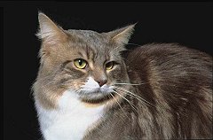 Gatti (6)